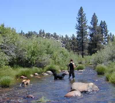 California River Dogs