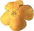 golden poppy