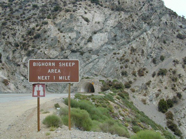 Bighorn Sheeep Tunnel