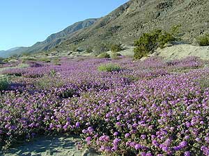 spring desert wildflowers