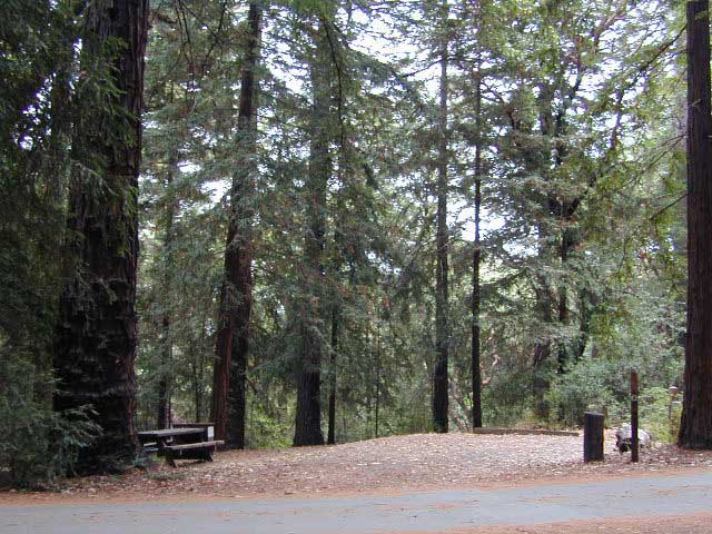 California Redwoods on North Coast