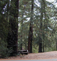 Redwoods Camping