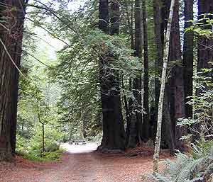 Redwoods North Coast