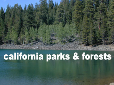 California Forests