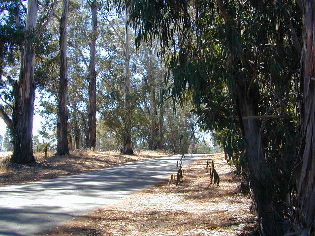 California Eucalyptus