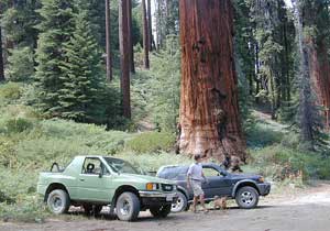 Giant Sequoia Park