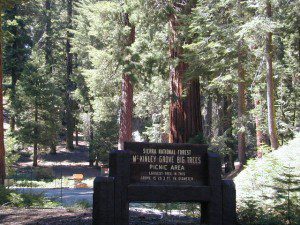 McKInley Sequoia