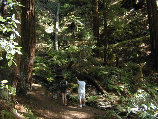 redwood hikes