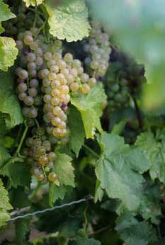 vineyard winery