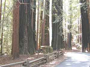 Santa Cruz redwoods