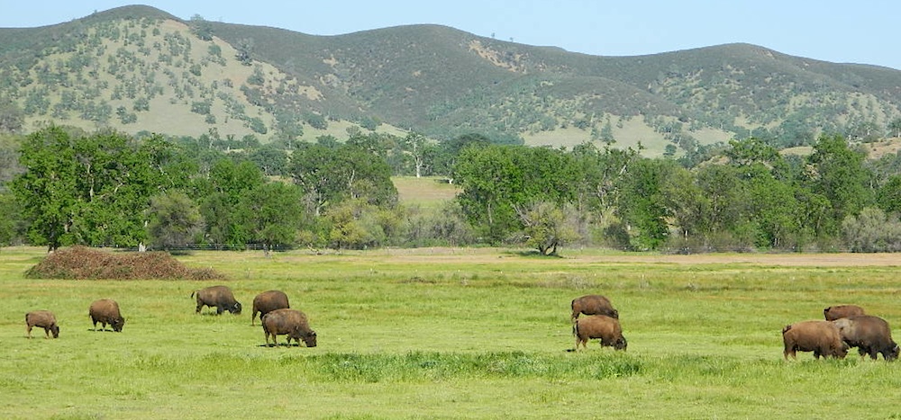 Ranching