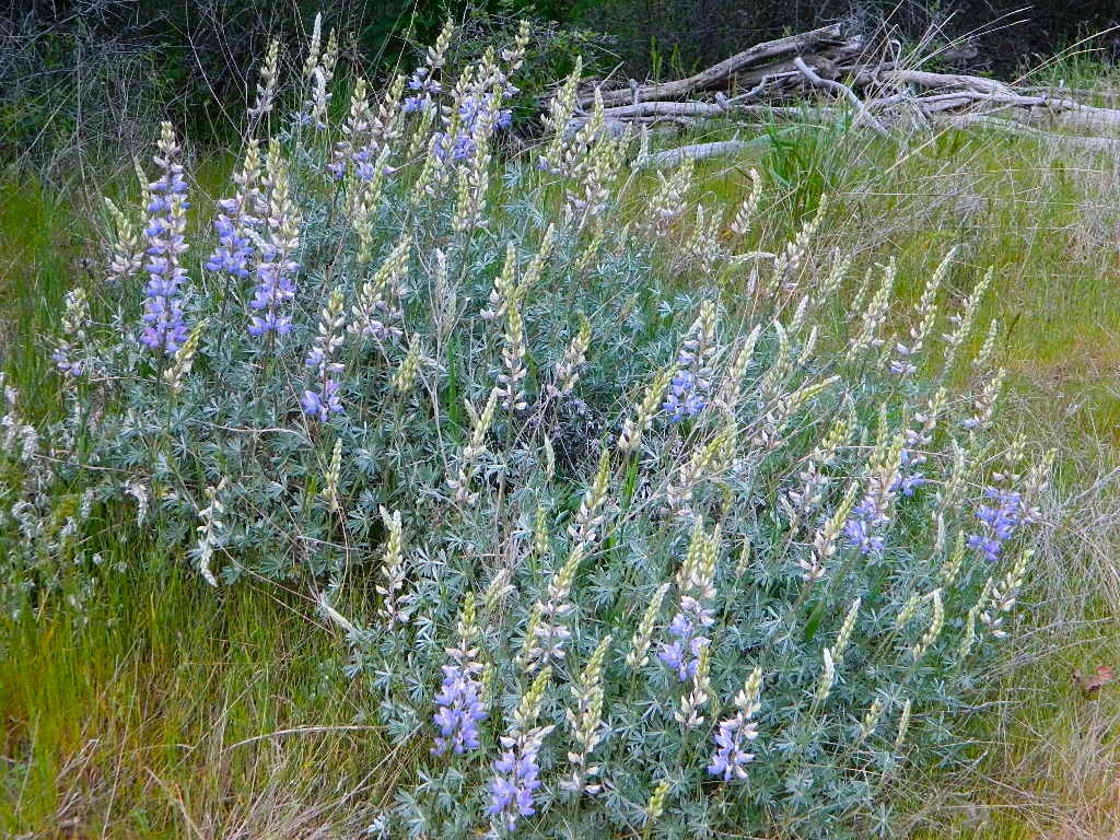 California  Lupine Ranch